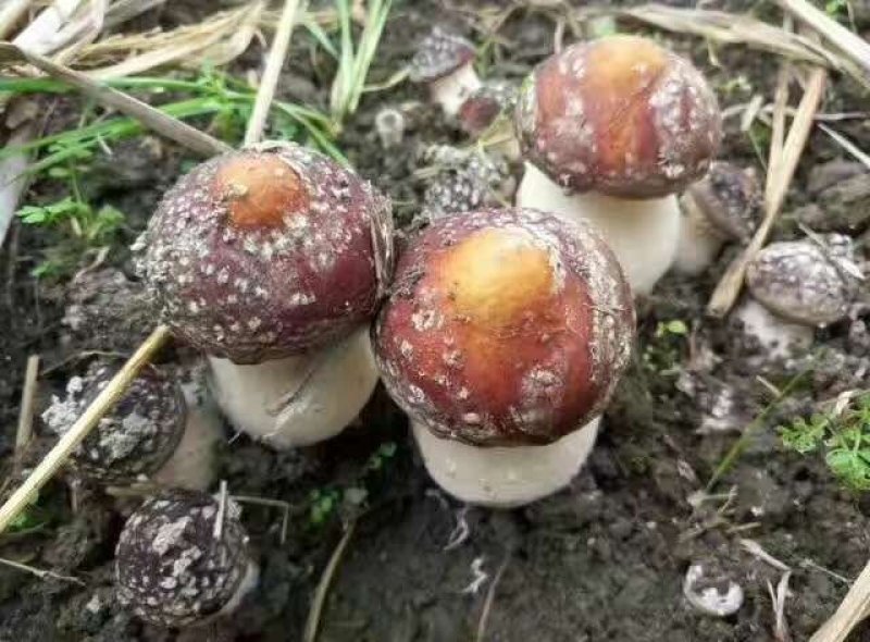 蘑菇菌种，姬松茸栽培种，生产种