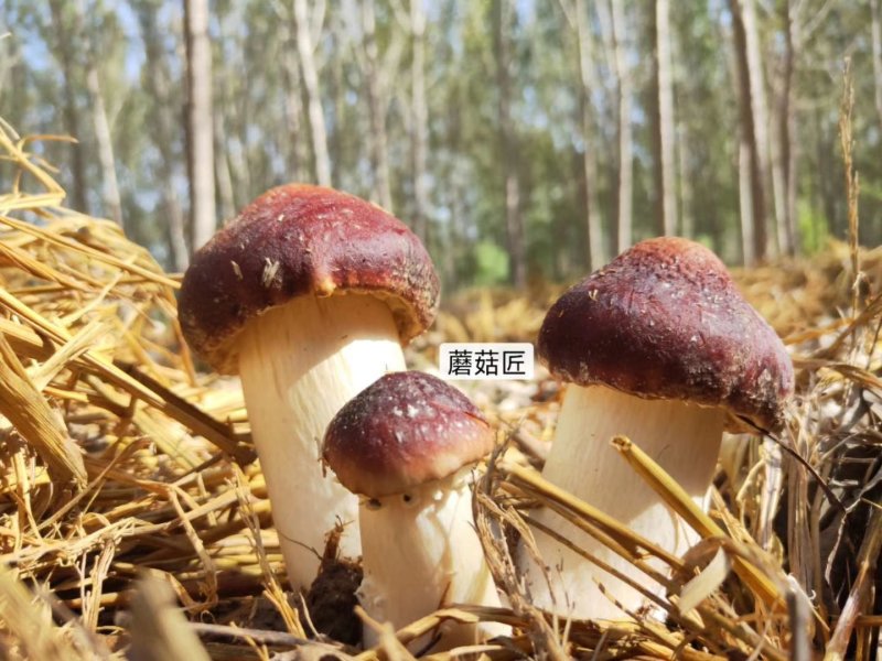 蘑菇菌种，姬松茸栽培种，生产种