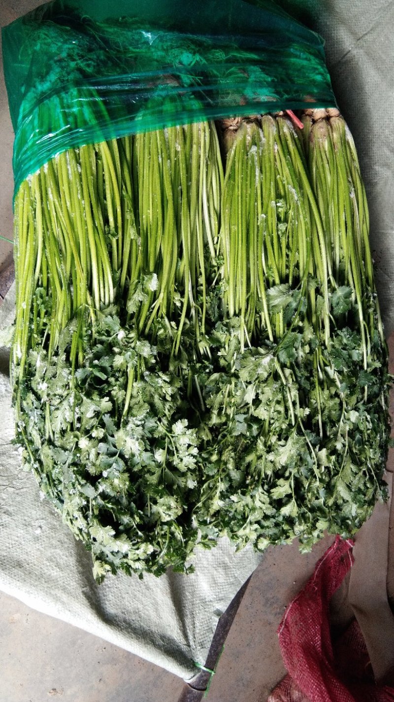 精品香菜