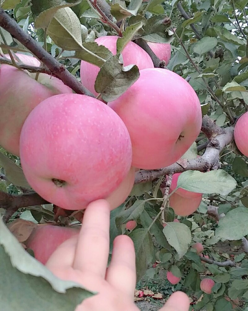 甘肃红富士10斤起包邮脆甜