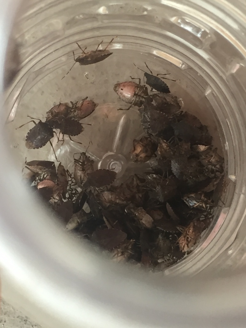 九香虫