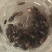 九香虫