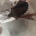 九香虫