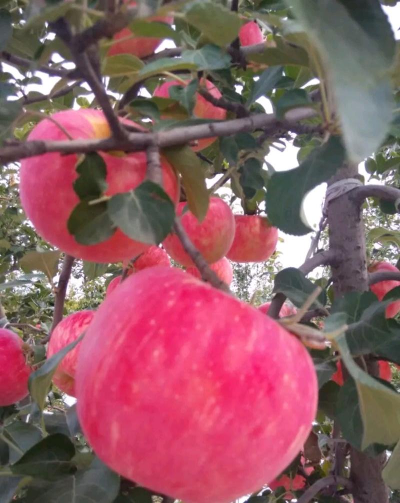 蜜脆苹果树苗包成活矮化嫁接苗实地考察签合同全国发