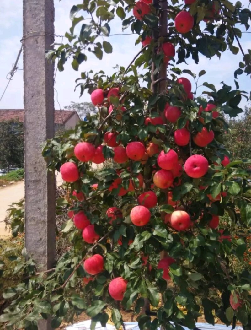 蜜脆苹果树苗包成活矮化嫁接苗实地考察签合同全国发