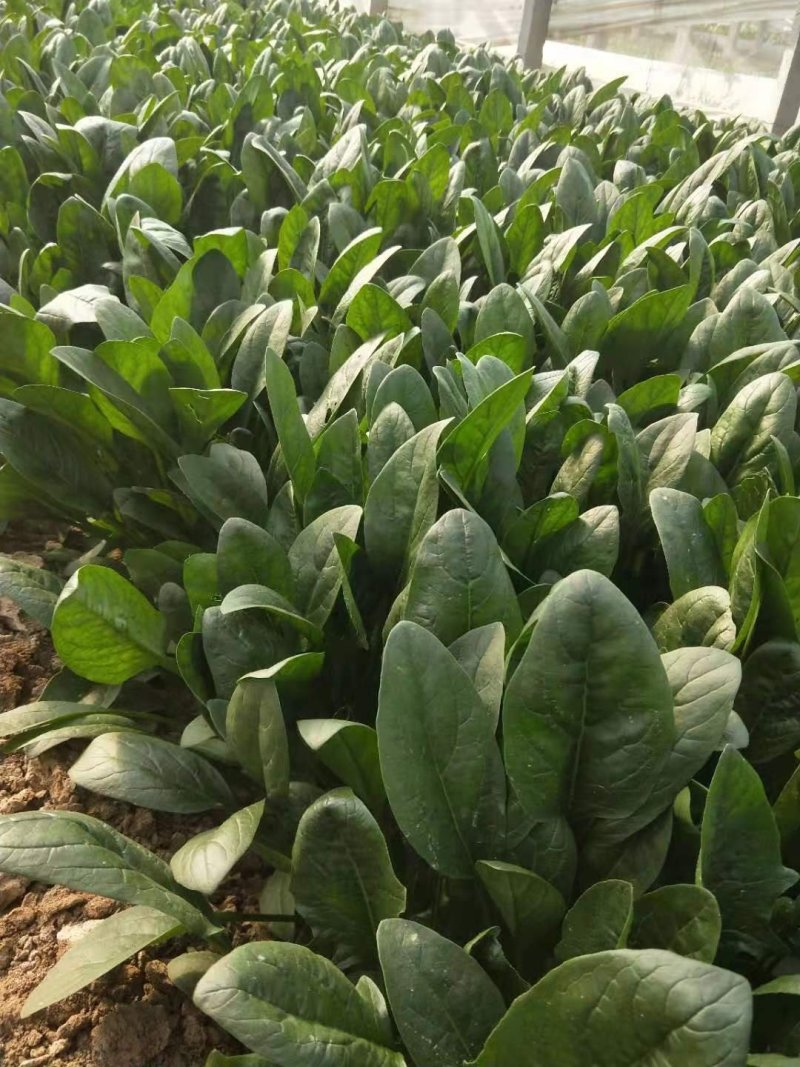 优质大菠菜25-27公分，做工仔细，新鲜直达！