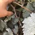冰美人葡萄苗，极晚熟葡萄苗山东苗木基地直供