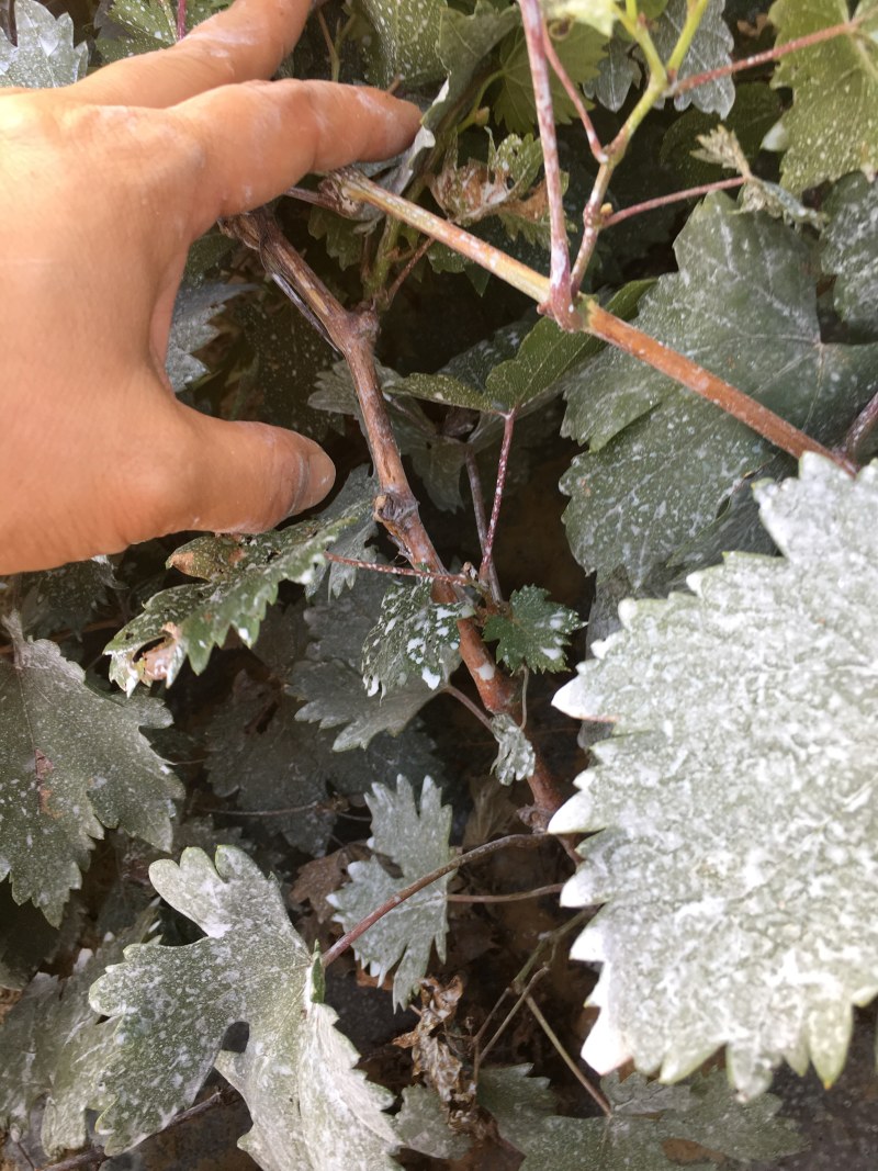 冰美人葡萄苗，极晚熟葡萄苗山东苗木基地直供