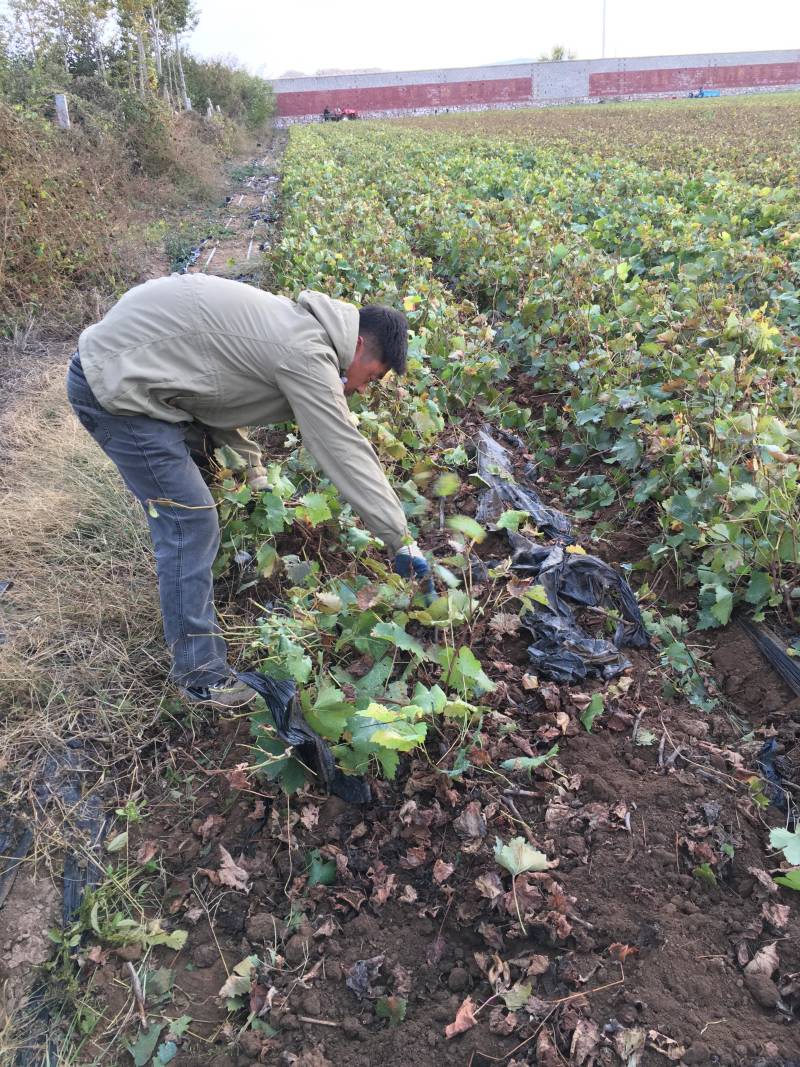 冰美人葡萄苗，极晚熟葡萄苗山东苗木基地直供