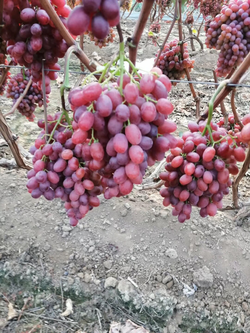 冰美人葡萄苗，极晚熟葡萄苗山东苗木基地直供