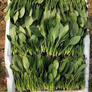 精品菠菜18～23公分，质优价廉，全国接单！