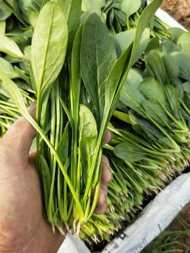 精品菠菜18-25厘米，人工专业，手工仔细