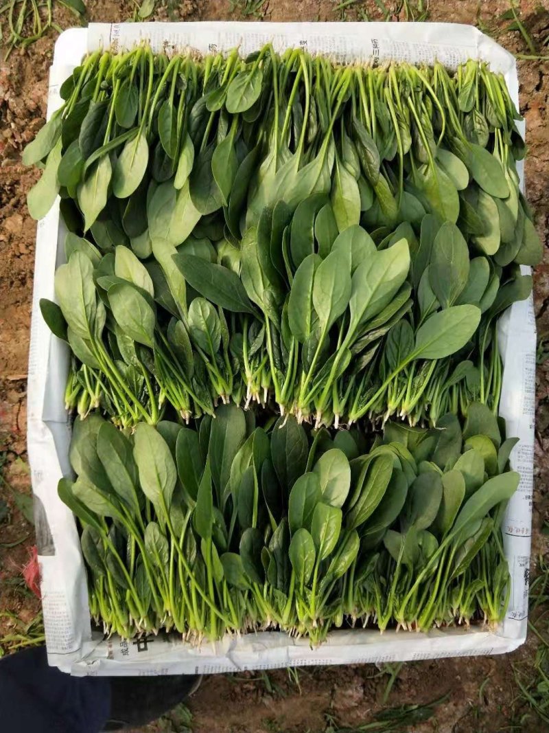 精品菠菜18-25厘米，人工专业，手工仔细