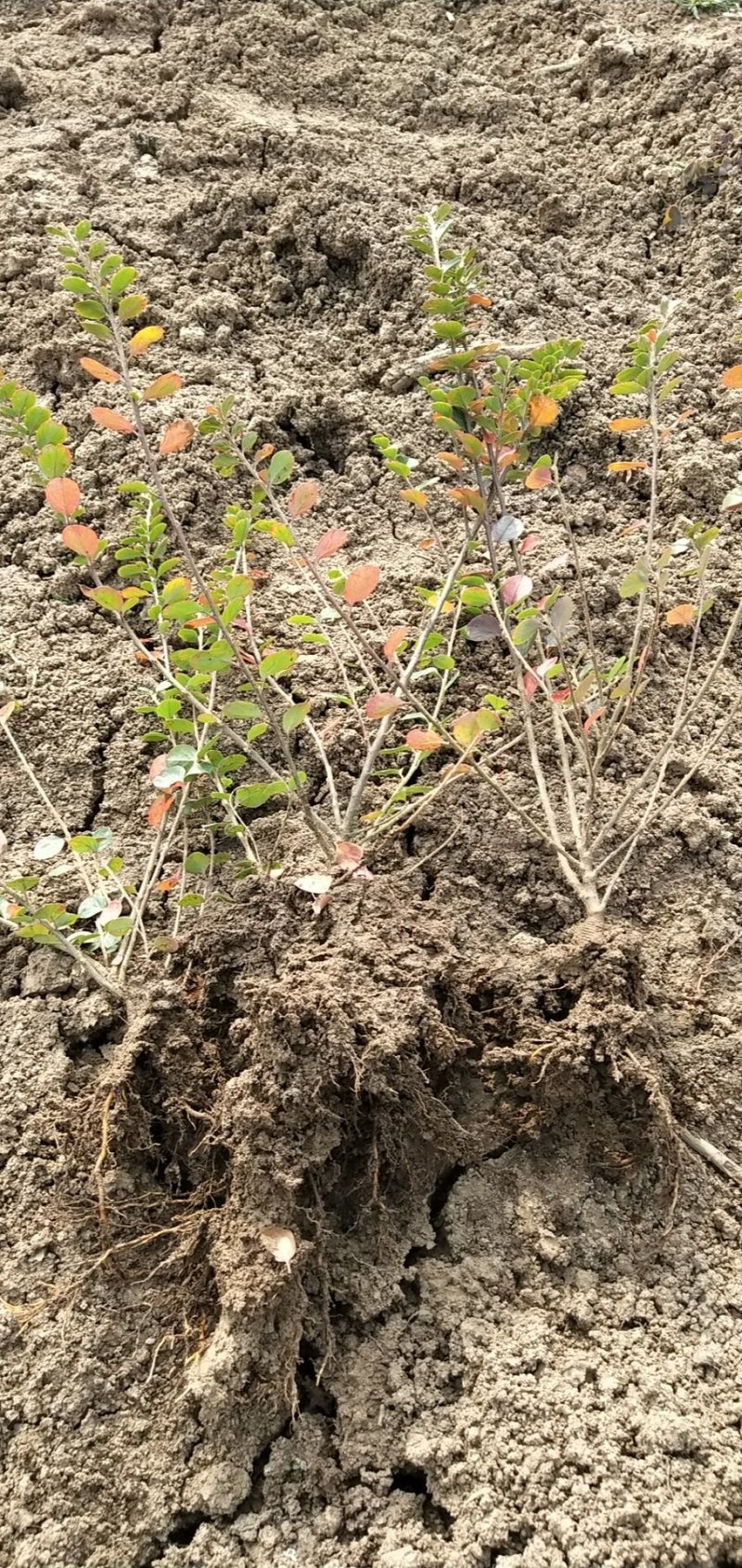 平枝栒子工程苗，还是制作盆景的好材料产地直销量大优惠