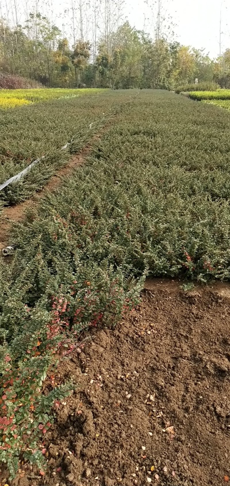 平枝栒子工程苗，还是制作盆景的好材料产地直销量大优惠