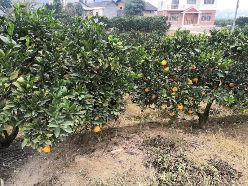 湖南纽荷尔脐橙上市中可整车代发一件或是多件代发，质量优等