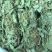 小扎金钱草干度好金钱草金钱草金钱草