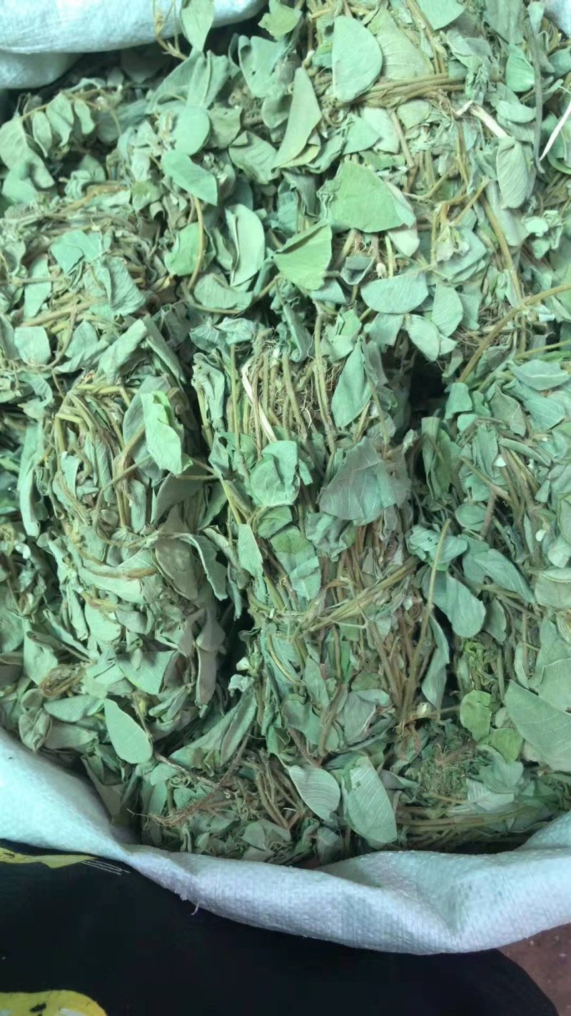小扎金钱草干度好金钱草金钱草金钱草