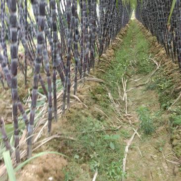 黑皮甘蔗大量种植基地