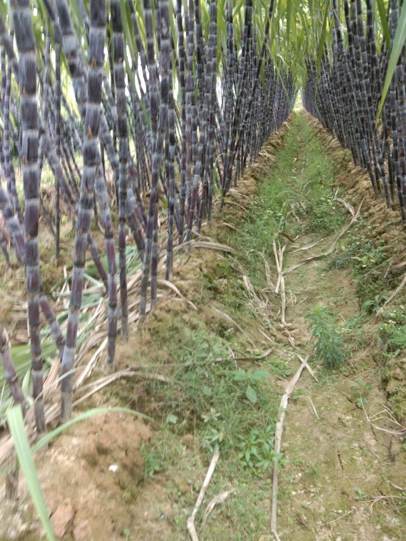 黑皮甘蔗大量种植基地