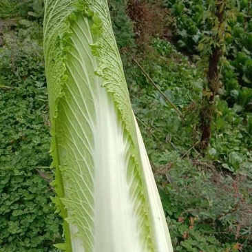 长白菜