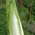 长白菜