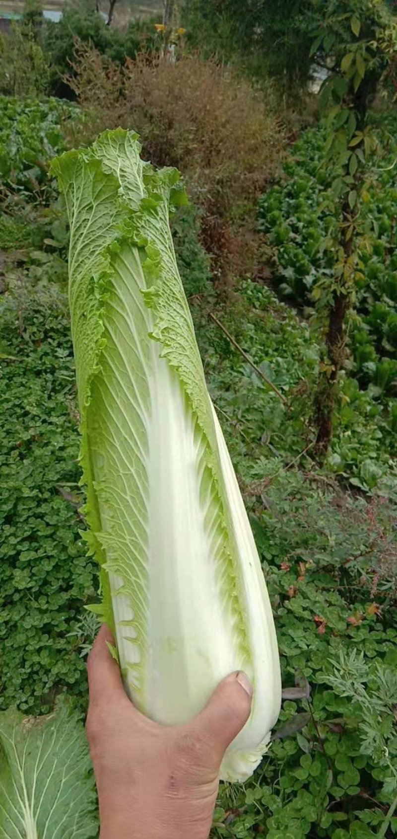 长白菜