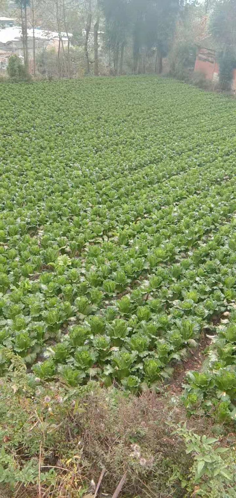 长白菜