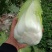 长白菜