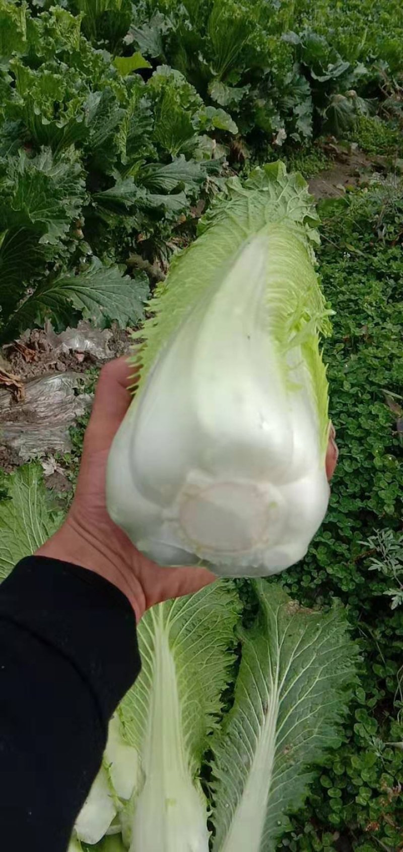 长白菜