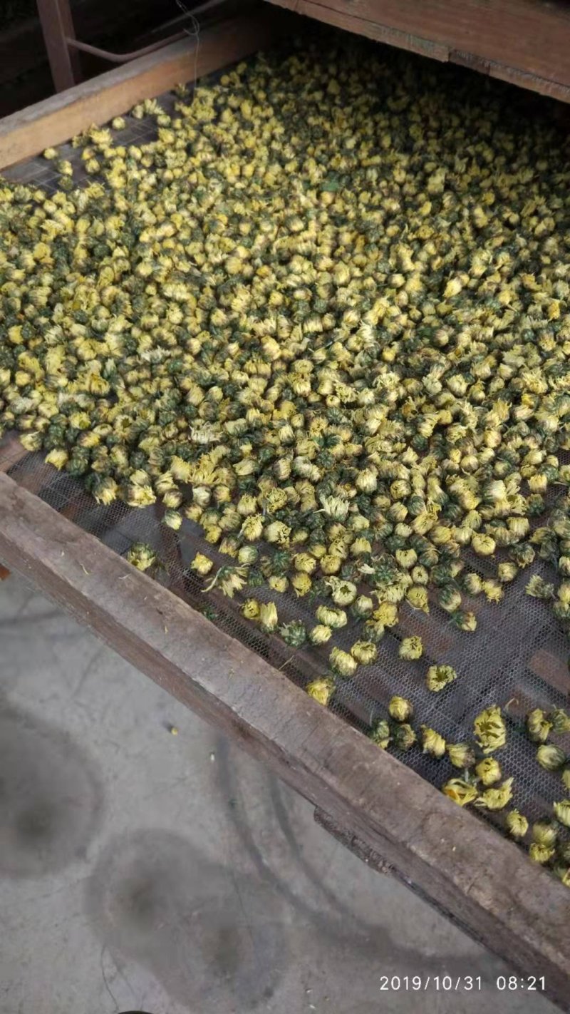 菊花