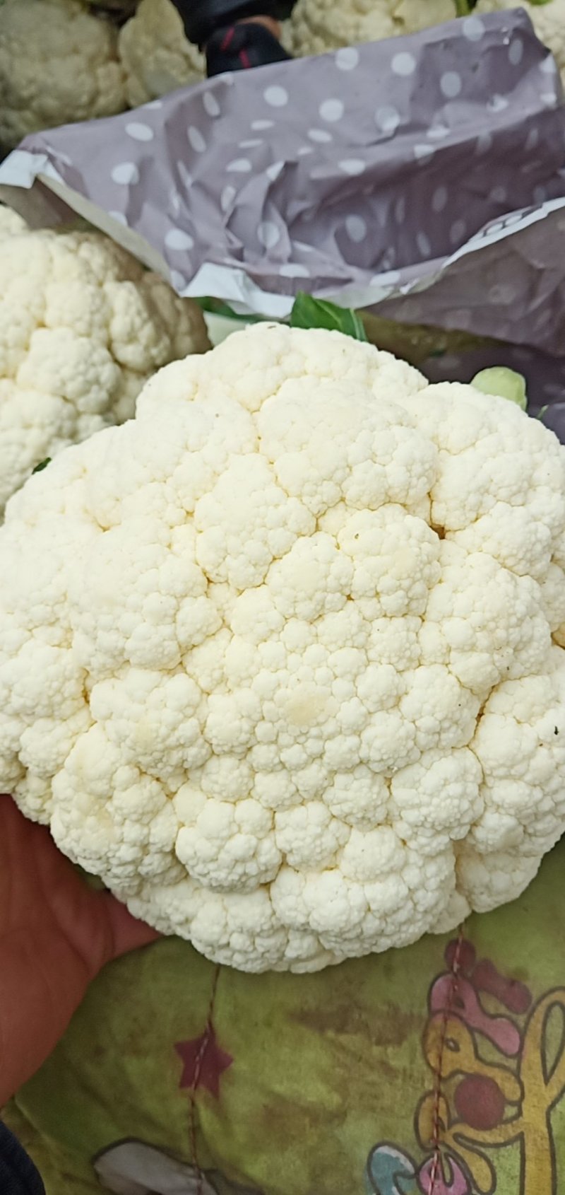 白菜花紧花乳白1～2斤品质佳，还有速冻厂菜花
