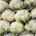 白菜花紧花乳白1～2斤品质佳，还有速冻厂菜花