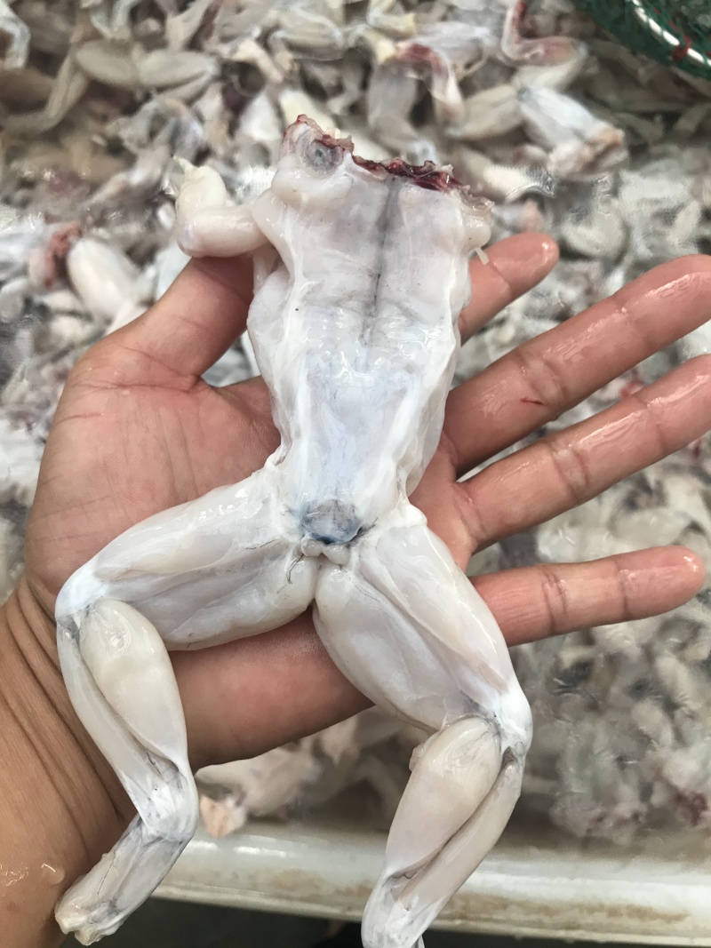牛蛙冻品，前腿，后腿，整只都有，大中小规格，欢迎前来咨询
