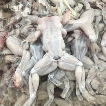 牛蛙冻品，前腿，后腿，整只都有，大中小规格，欢迎前来咨询