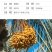 伊拉克黄金椰枣香甜软糯天然干椰枣500g/袋量大从优
