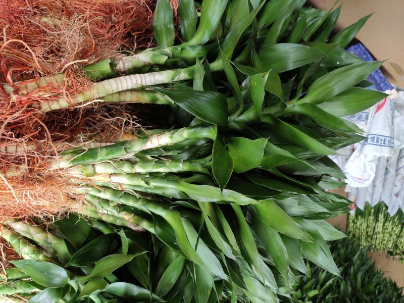 海南富贵竹基地直发带根观音竹莲花竹荷花竹批发水培莲花水竹
