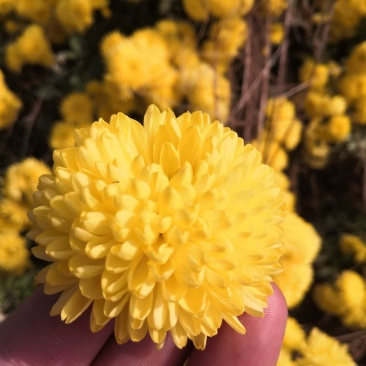 岱岳菊
