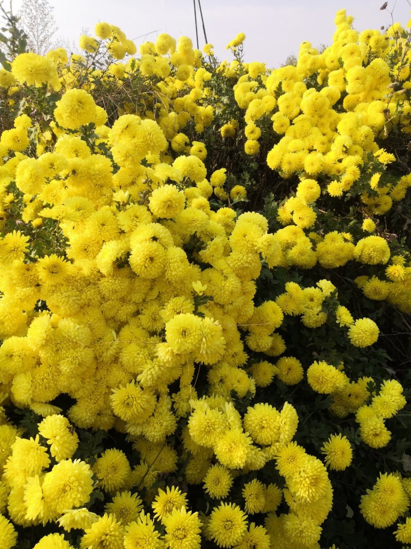 岱岳菊