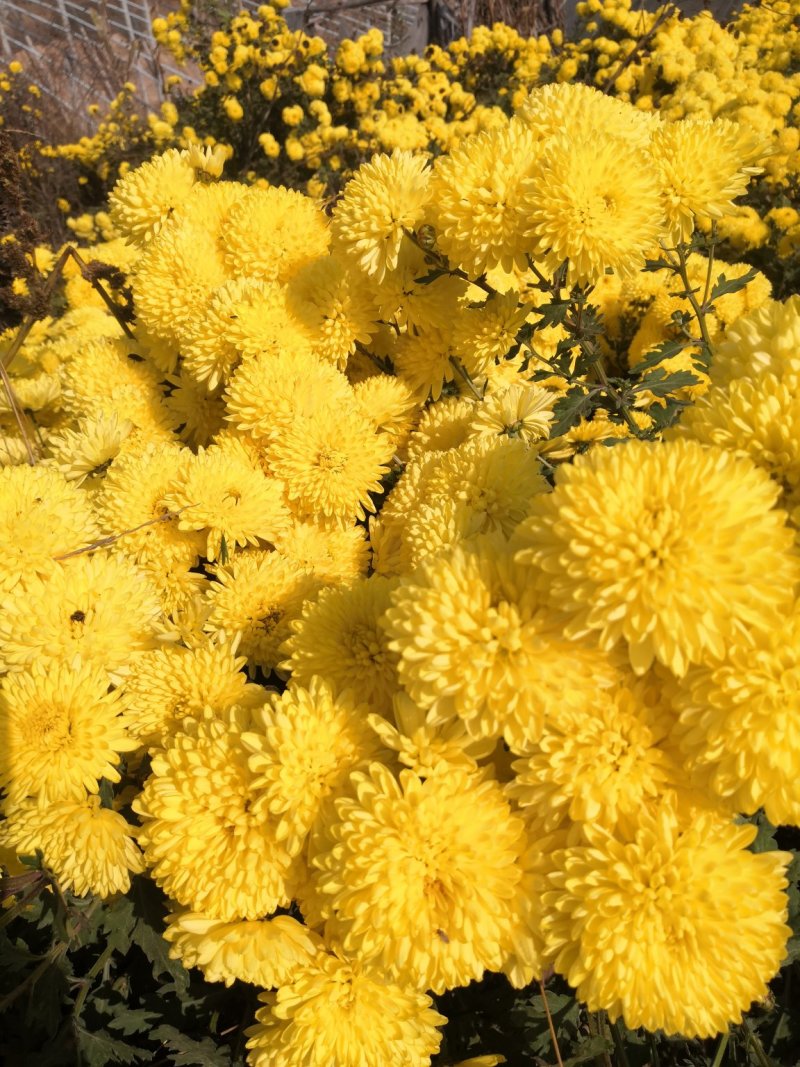岱岳菊