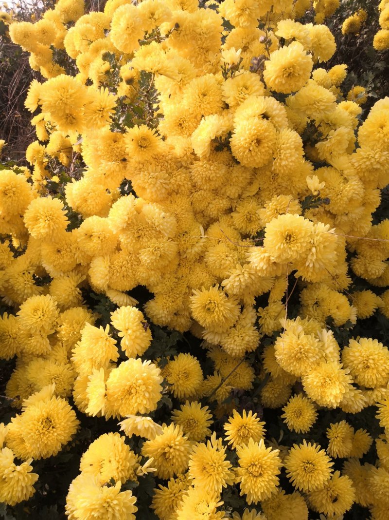 岱岳菊