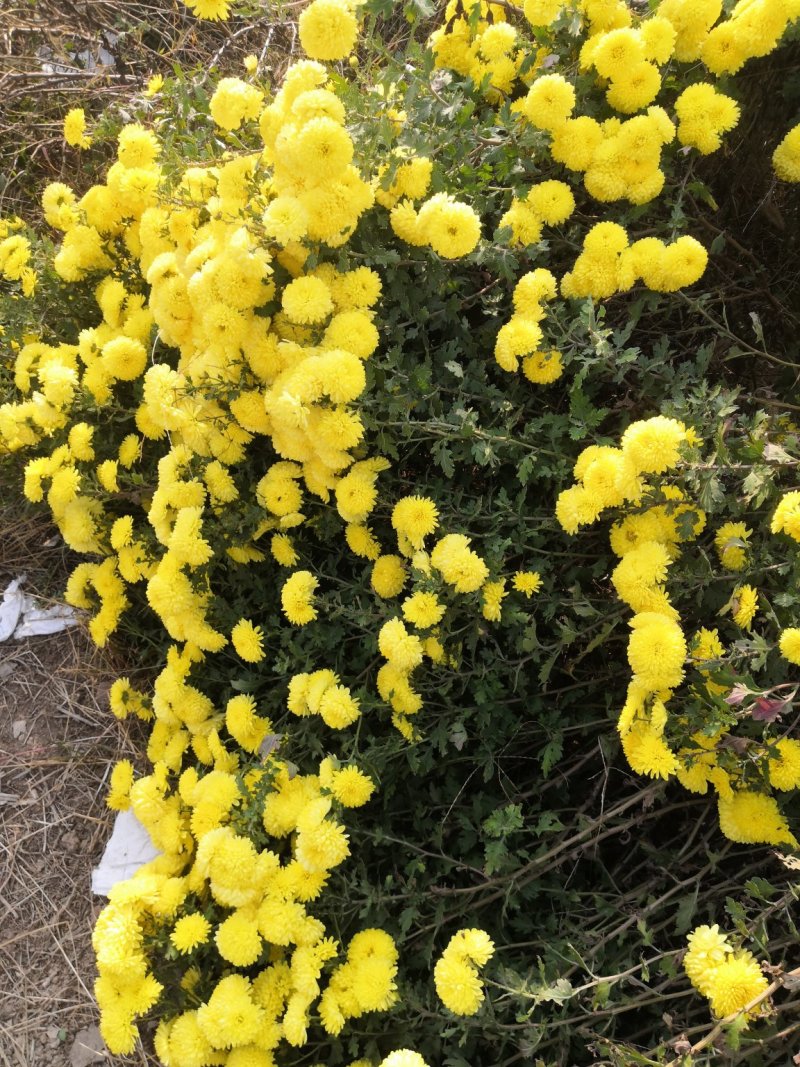 岱岳菊