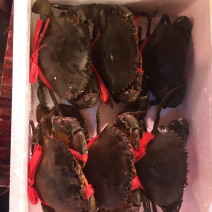 红膏青蟹