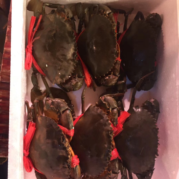 红膏青蟹