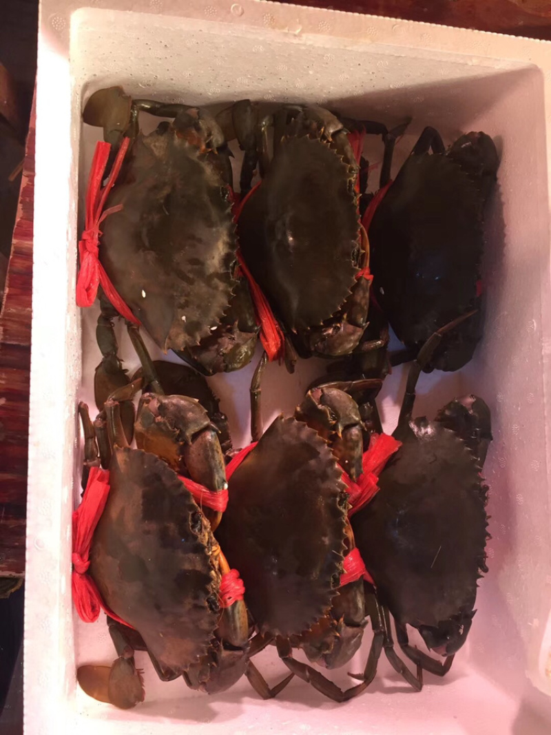 红膏青蟹