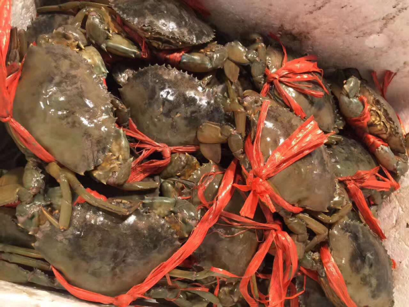 红膏青蟹