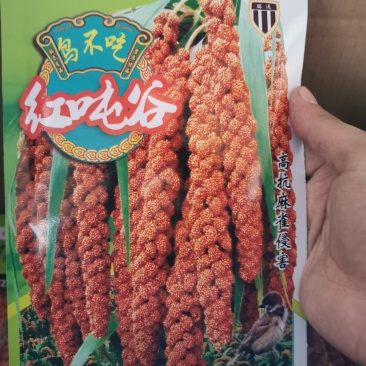 红顿谷红谷黄米米质好抗倒伏产量高优质谷种