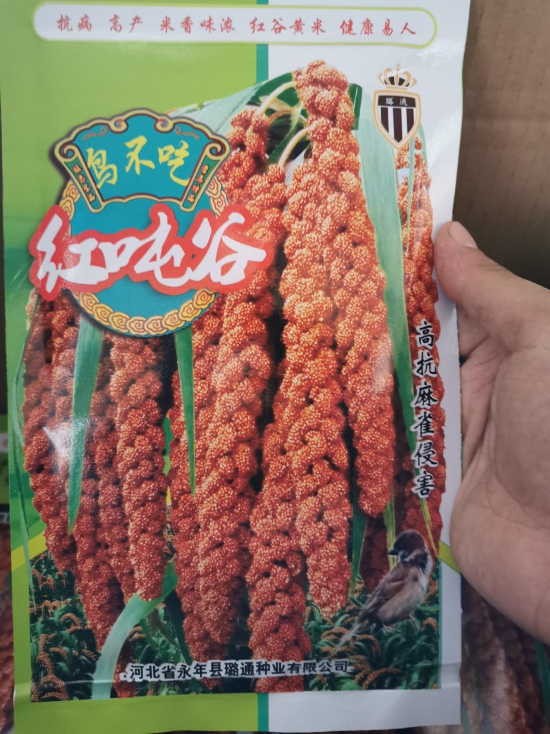 红顿谷红谷黄米米质好抗倒伏产量高优质谷种
