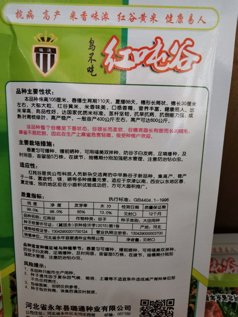 红顿谷红谷黄米米质好抗倒伏产量高优质谷种