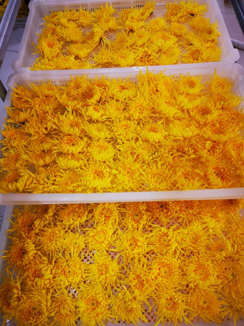 金丝皇菊